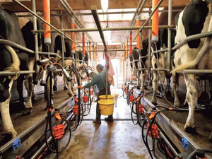 Le vrai prix du lait au Maroc : décryptage d’un produit emblématique de la surmarge