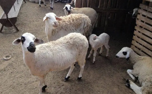 Le Maroc passe à l’insémination artificielle pour sauver ses races ovines