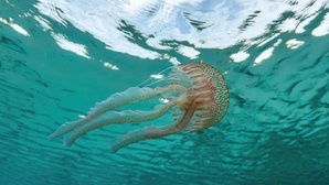 Plages marocaines : faut-il craindre les méduses cet été ? Plages marocaines : faut-il craindre les méduses cet été ?