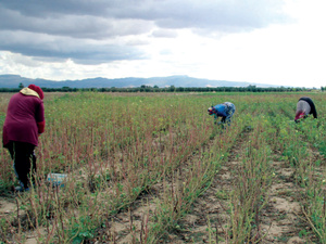 Chômage rural : l’urgence d’éviter un Maroc durablement à deux vitesses