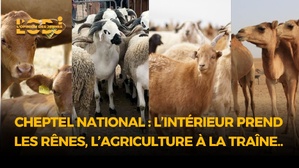 Recensement du cheptel national : l’Intérieur prend les rênes, l’Agriculture à la traîne.. Recensement du cheptel national : l’Intérieur prend les rênes, l’Agriculture à la traîne..