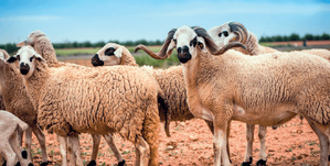 Recensement du cheptel national : l’Intérieur prend les rênes, l’Agriculture à la traîne..