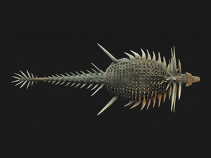 Découverte au Maroc d’un dinosaure couvert de piques Découverte au Maroc d’un dinosaure couvert de piques