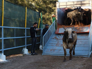 Un pari de 11 milliards pour sauver le cheptel bovin marocain