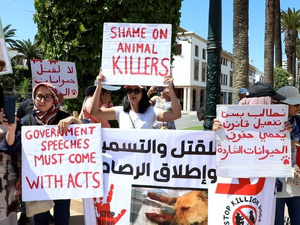 Manifestation à Rabat contre les amendes visant ceux qui nourrissent les animaux errants Manifestation à Rabat contre les amendes visant ceux qui nourrissent les animaux errants