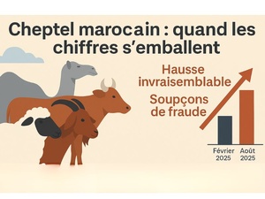 Quand les chiffres s’emballent : l’énigme des troupeaux marocains Quand les chiffres s’emballent : l’énigme des troupeaux marocains