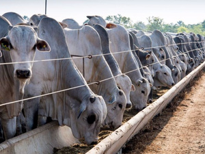 Maroc–Brésil : un pont bovin pour apaiser le marché de la viande rouge Maroc–Brésil : un pont bovin pour apaiser le marché de la viande rouge