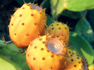 Cochénille et cactus : la résilience en quête de variétés résistantes au Maroc Cochénille et cactus : la résilience en quête de variétés résistantes au Maroc