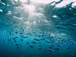 Le Maroc et la protection de ses océans : un pari pour 2030