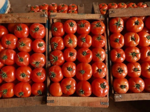 Le Maroc, deuxième fournisseur de tomates pour l’Union européenne