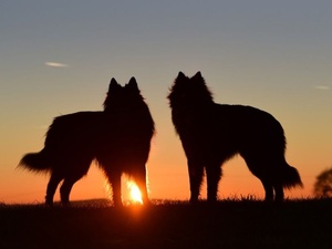 La rage au Maroc : un vieux fléau qui résiste encore La rage au Maroc : un vieux fléau qui résiste encore