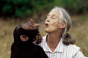 Jane Goodall : la voix des chimpanzés et des âmes sensibles