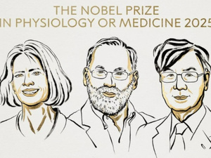 Nobel de médecine 2025 : 2 Américains et un Japonais pour leur travail sur l'immunité Nobel de médecine 2025 : 2 Américains et un Japonais pour leur travail sur l'immunité