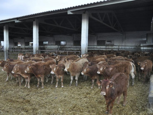 Bovins espagnols suspendus: la facture à la hausse