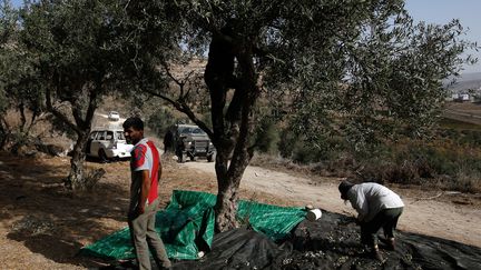 La récolte des olives à Burin, en Cisjordanie. Photo d'illustration (ABBAS MOMANI / AFP)