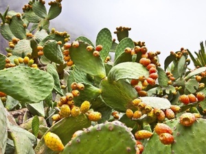 Enfin, la filière marocaine des Figues de Barbarie renaît de ses cendres… Enfin, la filière marocaine des Figues de Barbarie renaît de ses cendres…