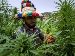 Cannabis : le maroc réduit de 85 % les surfaces illégales Cannabis : le maroc réduit de 85 % les surfaces illégales