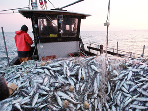 Ports méditerranéens : 13 516 tonnes débarquées à fin octobre, une hausse de 6 % Ports méditerranéens : 13 516 tonnes débarquées à fin octobre, une hausse de 6 %
