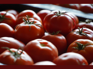 Tomates: le Maroc s’installe sur le podium mondial des exportateurs