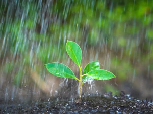 Les pluies automnales redonnent espoir au secteur agricole Les pluies automnales redonnent espoir au secteur agricole