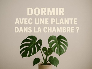 Dormir avec une plante dans la chambre : danger réel ou fausse croyance ? Dormir avec une plante dans la chambre : danger réel ou fausse croyance ?