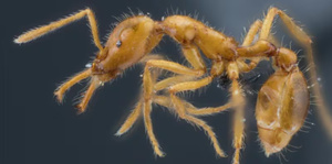 Temnothorax lailae, la nouvelle fourmi découverte à Chtouka Aït Baha Temnothorax lailae, la nouvelle fourmi découverte à Chtouka Aït Baha