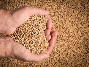 Le Maroc face à sa dépendance céréalière : une équation qui s’impose malgré les pluies