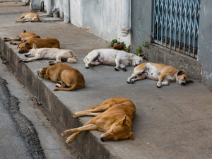 Chiens errants : 100 000 attaques et 33 morts de la rage en 2024 au Maroc Chiens errants : 100 000 attaques et 33 morts de la rage en 2024 au Maroc
