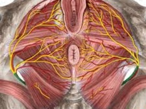 Quand un nerf discret transforme la douleur en enfer