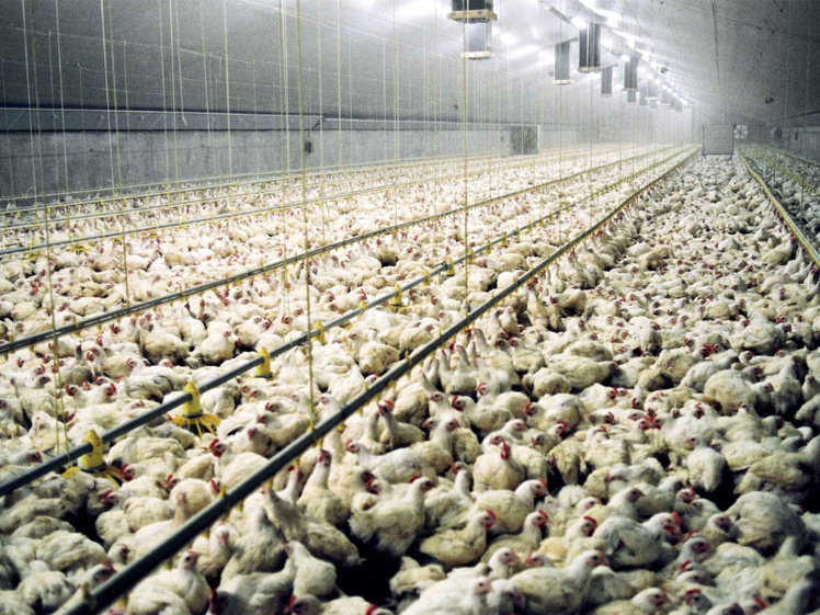 Le Conseil de la Concurrence à l'Offensive dans l'Aviculture Le Conseil de la Concurrence à l'Offensive dans l'Aviculture