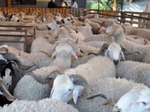 Cheptel : reconstitution en marche 32,8 millions de têtes et une aide ciblée qui change la donne