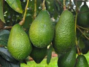 Maroc : l’avocat redémarre entre prudence et regain d’espoir Maroc : l’avocat redémarre entre prudence et regain d’espoir