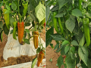 Maroc : Poivrons doux en tête des exportations agricoles 2024/25 malgré les défis climatiques