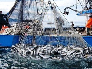 Économie bleue : l’Office national des pêches accélère la modernisation de la filière halieutique malgré le repli de l’activité Économie bleue : l’Office national des pêches accélère la modernisation de la filière halieutique malgré le repli de l’activité