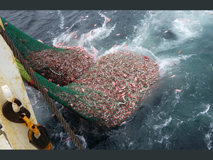 Pêche pélagique : Rabat et Moscou cadrent les quotas 2026