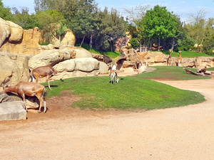Casablanca : ouverture du zoo d’Aïn Sebaâ après la polémique sur les prix Casablanca : ouverture du zoo d’Aïn Sebaâ après la polémique sur les prix