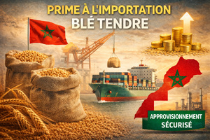 Blé tendre : le Maroc instaure une prime à l’importation pour sécuriser son approvisionnement Blé tendre : le Maroc instaure une prime à l’importation pour sécuriser son approvisionnement