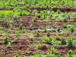 Irrigation au Maroc : quand le pilier de l’agriculture vacille sous le poids des subventions impayées Irrigation au Maroc : quand le pilier de l’agriculture vacille sous le poids des subventions impayées