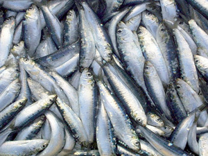 Sardines congelées : le Maroc bloque l’export dès le 1er février 2026