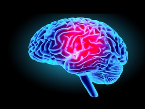 L’horloge cachée du cerveau: des vitesses neuronales qui sculptent nos capacités