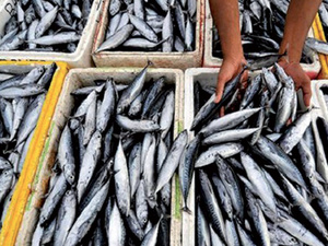 Sardine sous pression : pourquoi Rabat ferme le robinet des exportations pour protéger le marché intérieur Sardine sous pression : pourquoi Rabat ferme le robinet des exportations pour protéger le marché intérieur