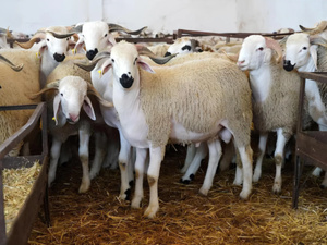 Reconstitution du cheptel national : 5,2 MMDH débloqués après l’identification de 32,3 millions de têtes Reconstitution du cheptel national : 5,2 MMDH débloqués après l’identification de 32,3 millions de têtes