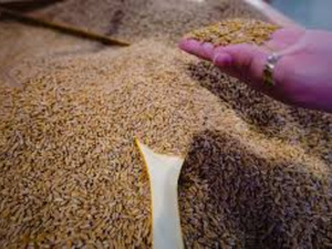 Le Maroc confirme sa place de poids dans les importations de blé américain en Afrique en 2025