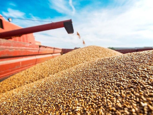 Blé américain : 61.700 tonnes importées par le Maroc en 2025