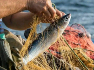 Pêche UE-Maroc : vers un nouveau pacte durable ou un retour incertain des chalutiers européens ?