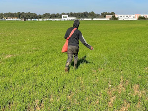 Fertilisation des céréales au Maroc : à Al Hoceïma et Ksar El-Kébir, le blé tendre Farina joue une partie décisive