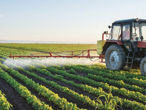 Essaouira : 250 mm de pluie et 160.000 hectares emblavés, le grand réveil agricole après 7 ans de sécheresse