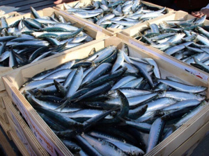 Sardine au Maroc : Régulation des prix et mesures sectorielles à l’épreuve du marché Sardine au Maroc : Régulation des prix et mesures sectorielles à l’épreuve du marché