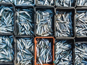 Sardines à 40 dirhams le kilo : comment un poisson populaire est devenu un produit presque de luxe Sardines à 40 dirhams le kilo : comment un poisson populaire est devenu un produit presque de luxe