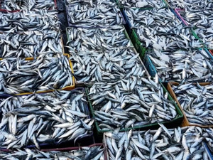 Le Maroc instaure un régime de licence d’un an pour les exportations de sardines à partir du 1er février Le Maroc instaure un régime de licence d’un an pour les exportations de sardines à partir du 1er février